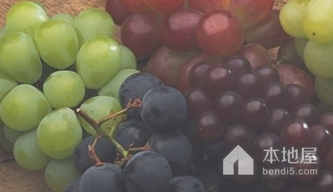 茨河葡萄|葡萄是世界最古老的果树树种之一